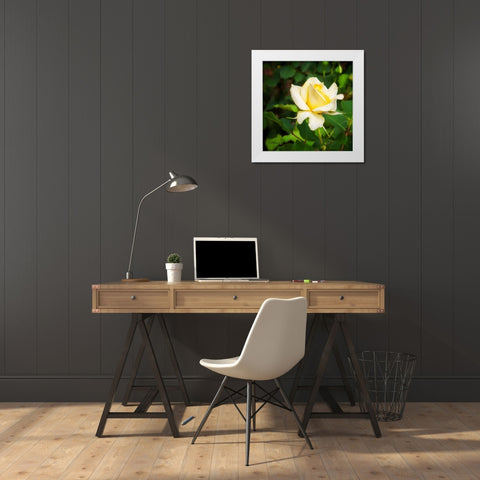 A Single Rose I White Modern Wood Framed Art Print by Hausenflock, Alan