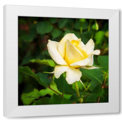 A Single Rose I White Modern Wood Framed Art Print by Hausenflock, Alan