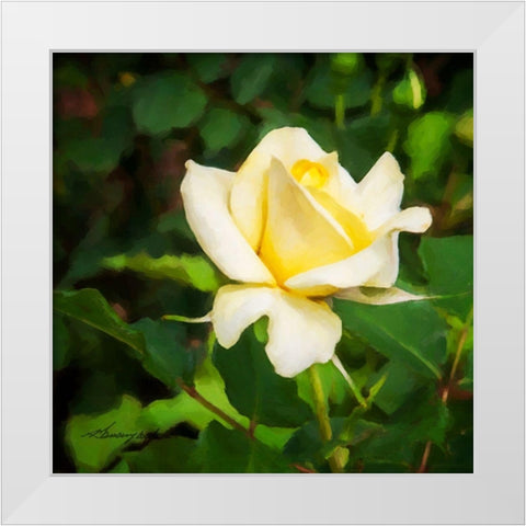 A Single Rose I White Modern Wood Framed Art Print by Hausenflock, Alan