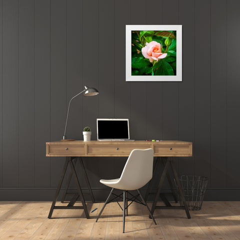 A Single Rose II White Modern Wood Framed Art Print by Hausenflock, Alan