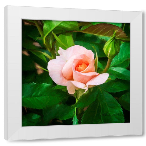 A Single Rose II White Modern Wood Framed Art Print by Hausenflock, Alan