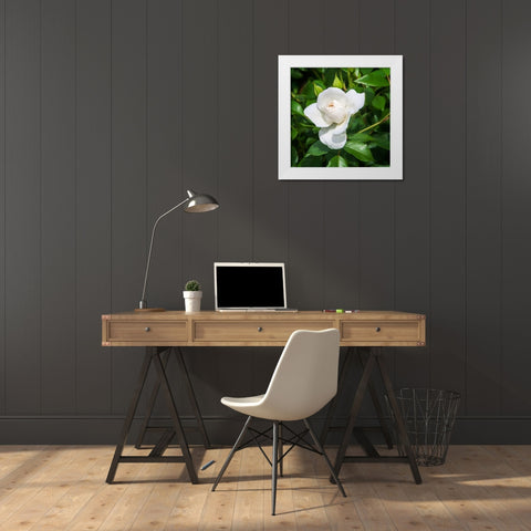 A Single Rose III White Modern Wood Framed Art Print by Hausenflock, Alan