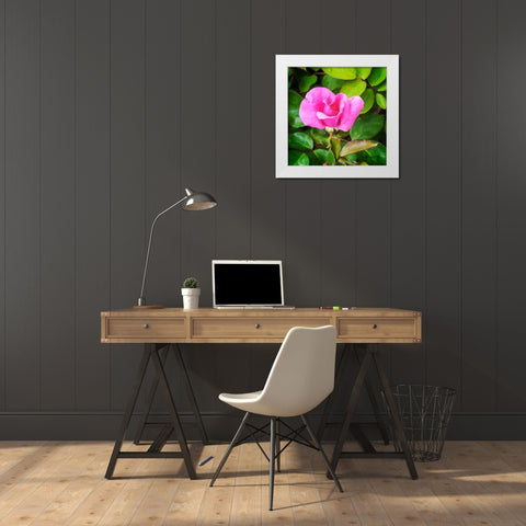 A Single Rose IV White Modern Wood Framed Art Print by Hausenflock, Alan