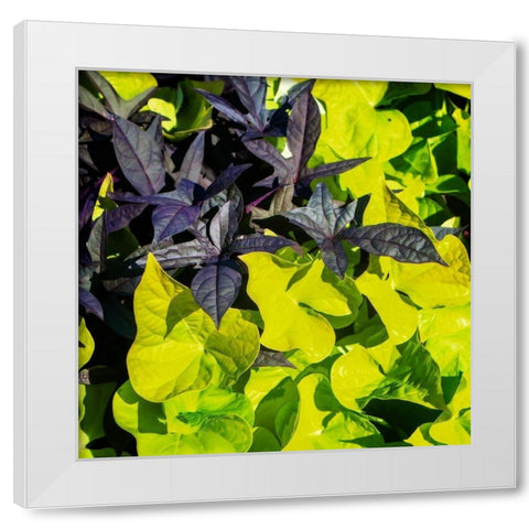 Colorful Leaves I White Modern Wood Framed Art Print by Hausenflock, Alan