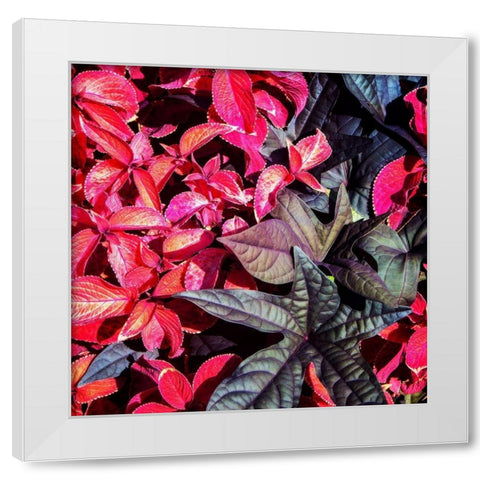 Colorful Leaves II White Modern Wood Framed Art Print by Hausenflock, Alan