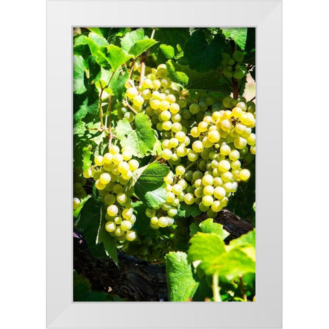 Sunny Vineyard I White Modern Wood Framed Art Print by Hausenflock, Alan