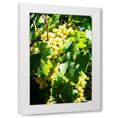 Sunny Vineyard II White Modern Wood Framed Art Print by Hausenflock, Alan