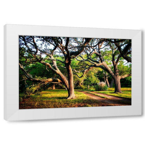 Lenoxville Point II White Modern Wood Framed Art Print by Hausenflock, Alan