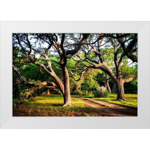 Lenoxville Point II White Modern Wood Framed Art Print by Hausenflock, Alan