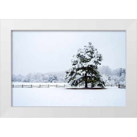 Snowy Sentinel White Modern Wood Framed Art Print by Hausenflock, Alan