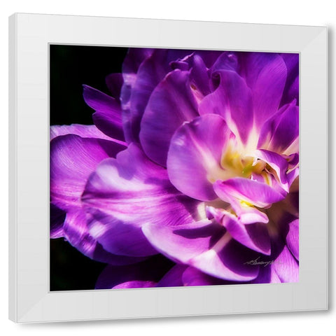 Purple Petals White Modern Wood Framed Art Print by Hausenflock, Alan