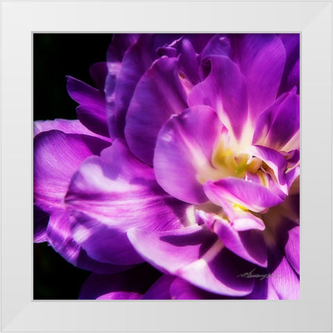 Purple Petals White Modern Wood Framed Art Print by Hausenflock, Alan