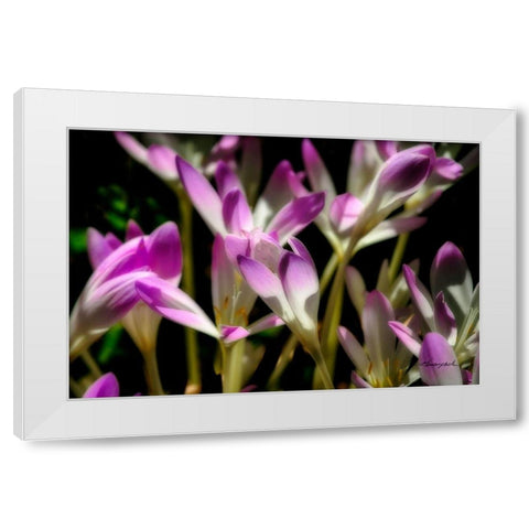 September Flowers White Modern Wood Framed Art Print by Hausenflock, Alan