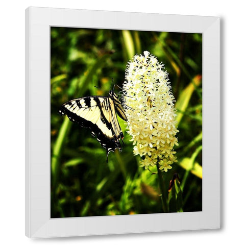 Yellow Butterfly White Modern Wood Framed Art Print by Hausenflock, Alan