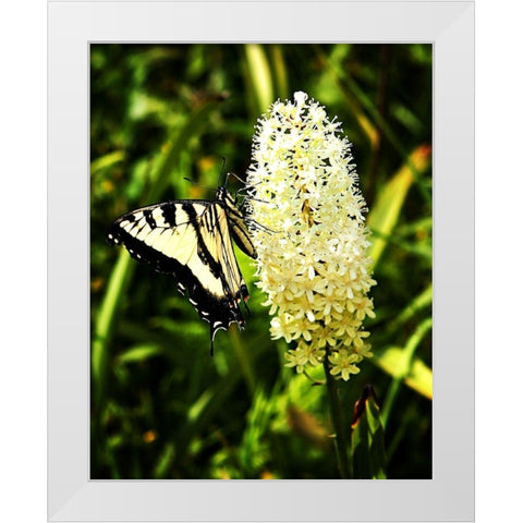 Yellow Butterfly White Modern Wood Framed Art Print by Hausenflock, Alan