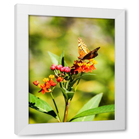 Orange Butterfly White Modern Wood Framed Art Print by Hausenflock, Alan