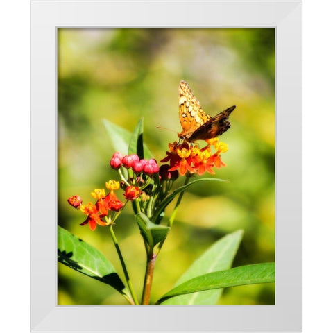 Orange Butterfly White Modern Wood Framed Art Print by Hausenflock, Alan