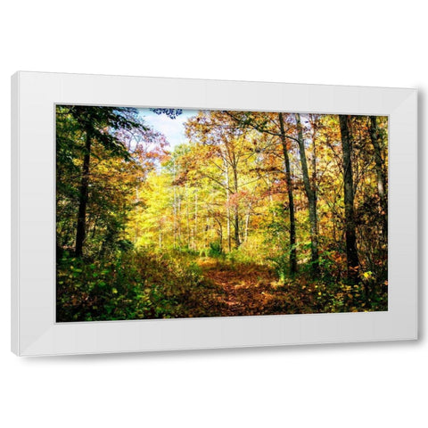 Autumn Colors White Modern Wood Framed Art Print by Hausenflock, Alan