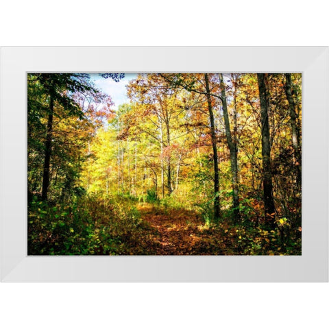 Autumn Colors White Modern Wood Framed Art Print by Hausenflock, Alan