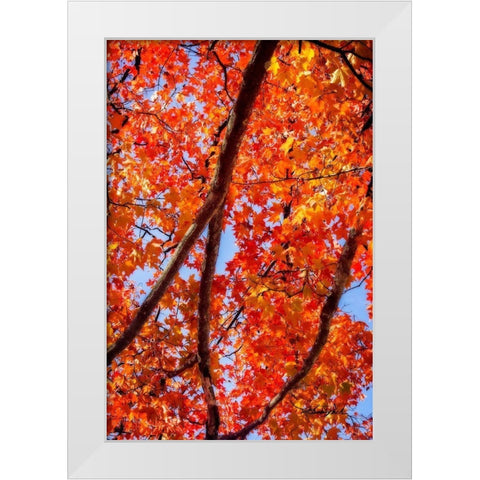 Autumn Glory I White Modern Wood Framed Art Print by Hausenflock, Alan