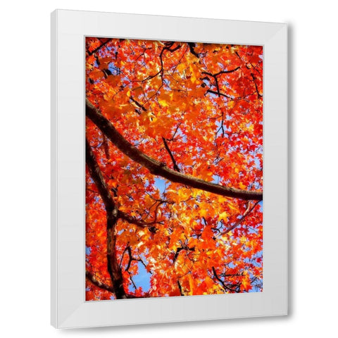 Autumn Glory II White Modern Wood Framed Art Print by Hausenflock, Alan