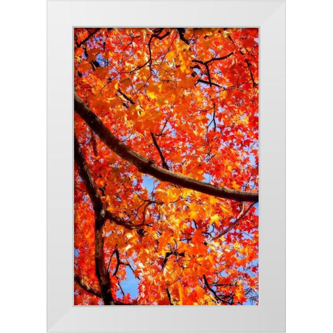 Autumn Glory II White Modern Wood Framed Art Print by Hausenflock, Alan