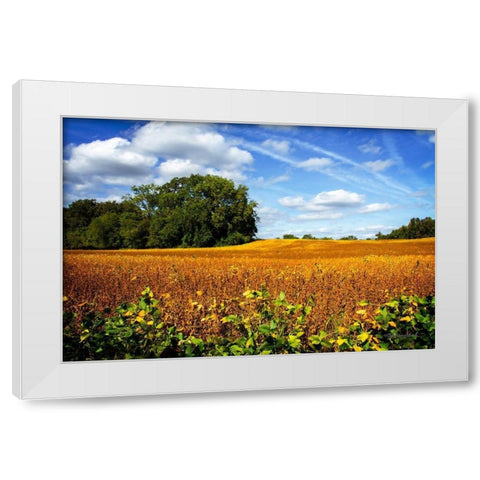 Soybean Harvest White Modern Wood Framed Art Print by Hausenflock, Alan