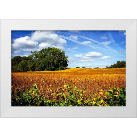 Soybean Harvest White Modern Wood Framed Art Print by Hausenflock, Alan