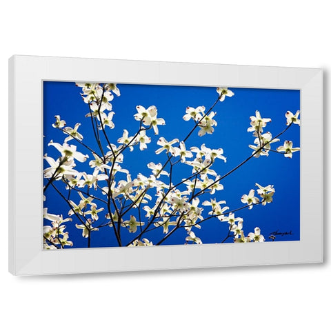 Dogwood on Blue I White Modern Wood Framed Art Print by Hausenflock, Alan