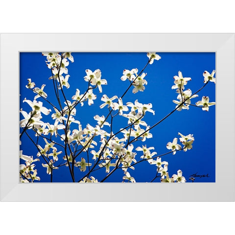 Dogwood on Blue I White Modern Wood Framed Art Print by Hausenflock, Alan