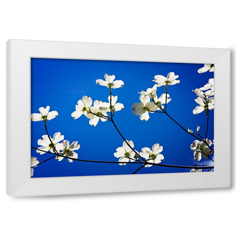 Dogwood on Blue II White Modern Wood Framed Art Print by Hausenflock, Alan