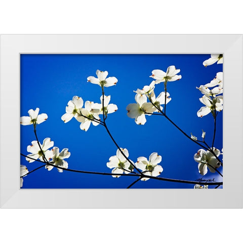 Dogwood on Blue II White Modern Wood Framed Art Print by Hausenflock, Alan