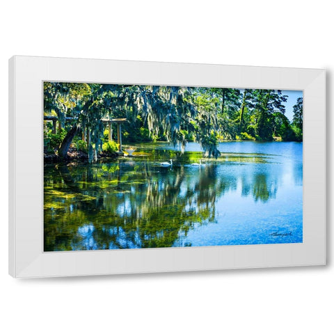 Swans in the Afternoon White Modern Wood Framed Art Print by Hausenflock, Alan