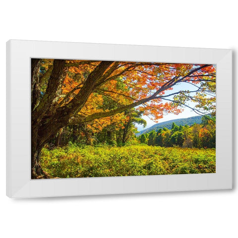 Old Mountain Maple White Modern Wood Framed Art Print by Hausenflock, Alan