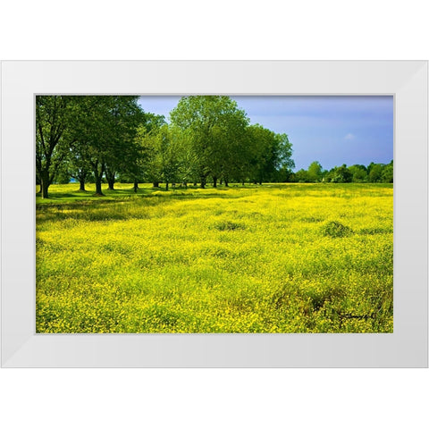 Wildflowers White Modern Wood Framed Art Print by Hausenflock, Alan