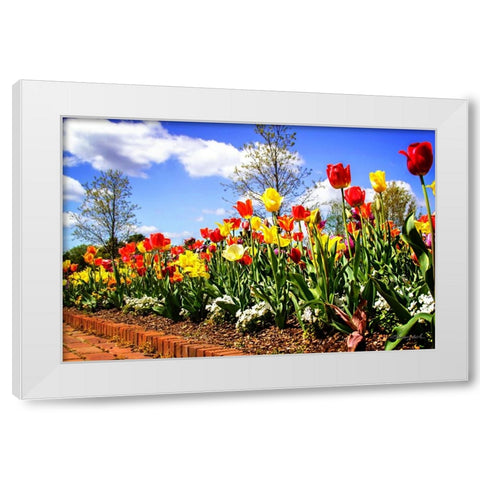 Flower Border II White Modern Wood Framed Art Print by Hausenflock, Alan