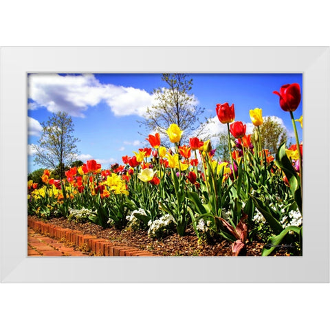 Flower Border II White Modern Wood Framed Art Print by Hausenflock, Alan