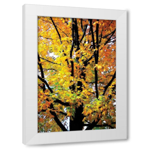 Autumn Color I White Modern Wood Framed Art Print by Hausenflock, Alan