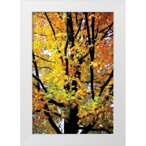 Autumn Color I White Modern Wood Framed Art Print by Hausenflock, Alan