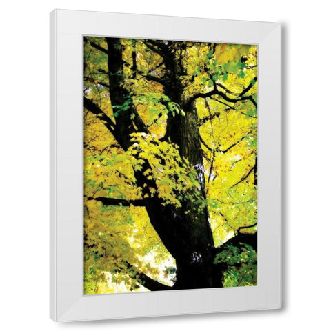 Autumn Color II White Modern Wood Framed Art Print by Hausenflock, Alan