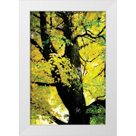 Autumn Color II White Modern Wood Framed Art Print by Hausenflock, Alan