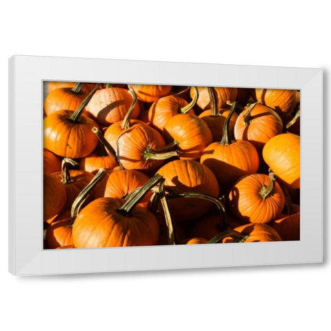 Pumpkins White Modern Wood Framed Art Print by Hausenflock, Alan