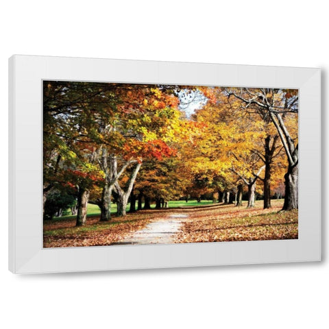 Maymont Maples I White Modern Wood Framed Art Print by Hausenflock, Alan