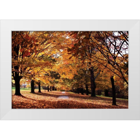 Maymont Maples II White Modern Wood Framed Art Print by Hausenflock, Alan