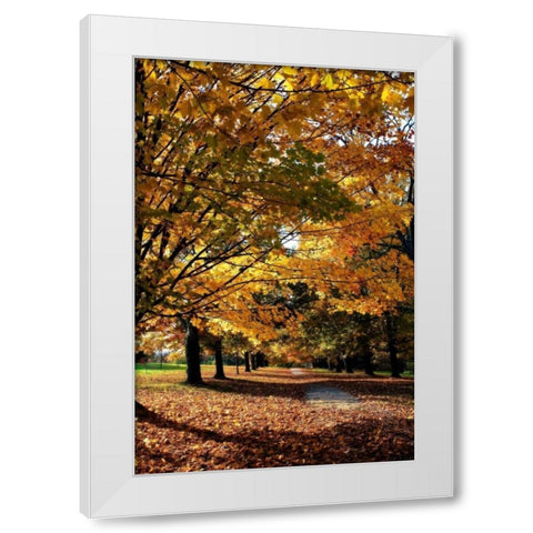 Maymont Maples IV White Modern Wood Framed Art Print by Hausenflock, Alan