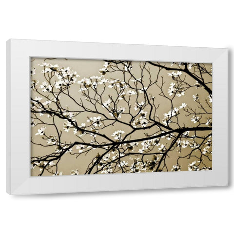 Dogwood I White Modern Wood Framed Art Print by Hausenflock, Alan