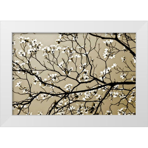 Dogwood I White Modern Wood Framed Art Print by Hausenflock, Alan