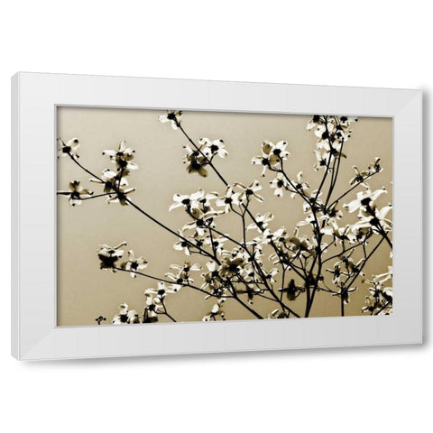 Dogwood IV White Modern Wood Framed Art Print by Hausenflock, Alan