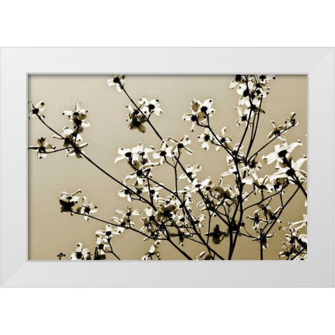 Dogwood IV White Modern Wood Framed Art Print by Hausenflock, Alan