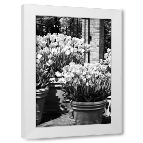 Spring Tulips I White Modern Wood Framed Art Print by Hausenflock, Alan